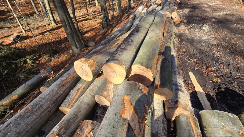 Buk – kłody tartaczne, długość 4-12 m – SPRZEDAM