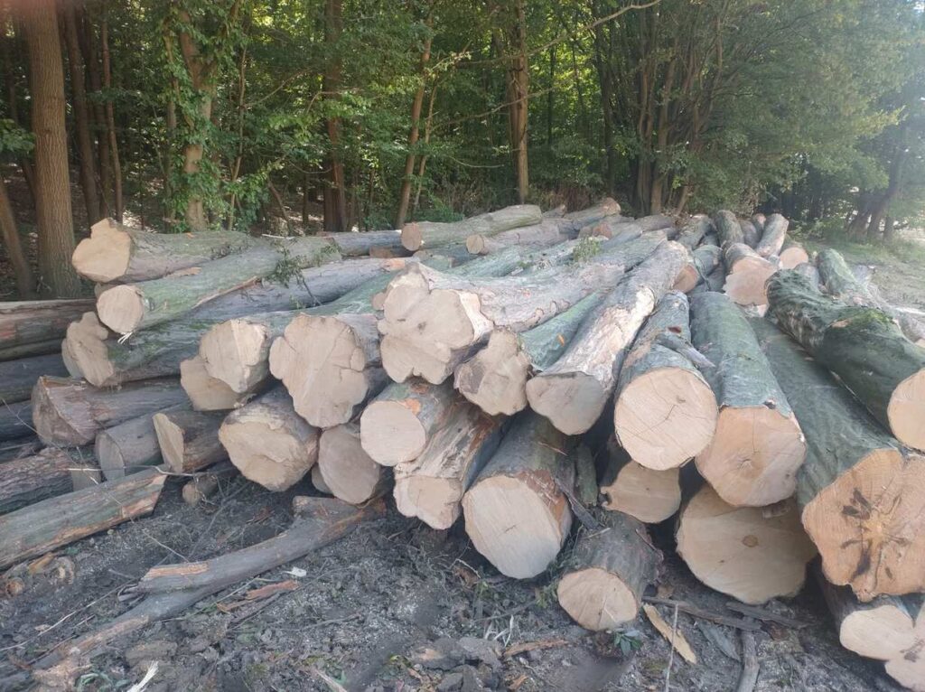 GRAB – kłody tartaczne, długość 4 m – SPRZEDAM