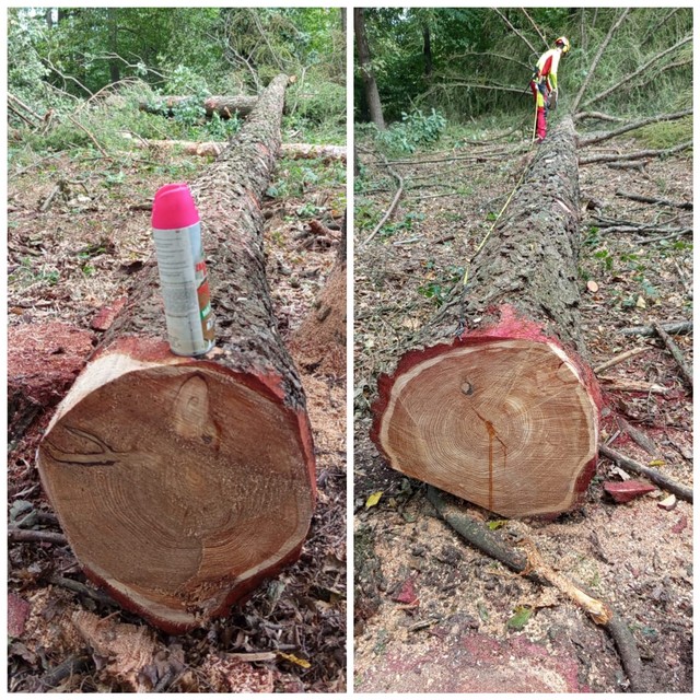 MODRZEW – dłużyce tartaczne, długość 8/10/12 m – SPRZEDAM