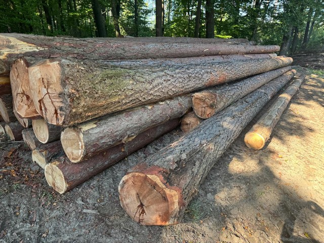 MODRZEW – dłużyce tartaczne, długość 8/10/12 m – SPRZEDAM