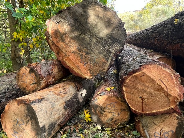 MODRZEW – dłużyce tartaczne, długość 8/10/12 m – SPRZEDAM