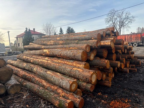 OLCHA – kłody tartaczne, długość 5 m – SPRZEDAM