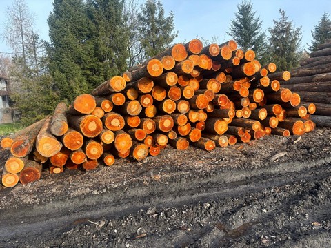 OLCHA – kłody tartaczne, długość 5 m – SPRZEDAM