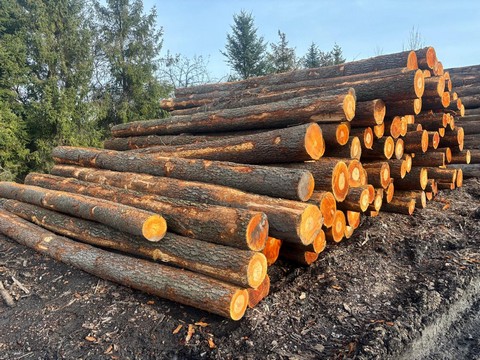 OLCHA – kłody tartaczne, długość 5 m – SPRZEDAM