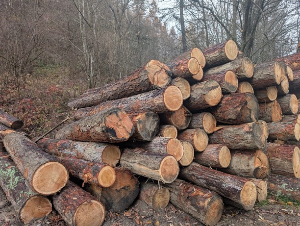 MODRZEW – drewno tartaczne, długość 4-8 m – SPRZEDAM