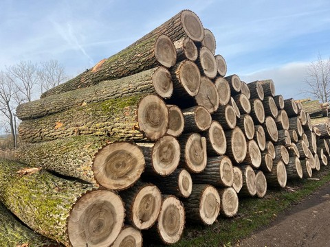 TOPOLA – kłody tartaczne, długość 4 m – SPRZEDAM