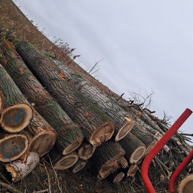 TOPOLA – kłody tartaczne, długość 4 m – SPRZEDAM