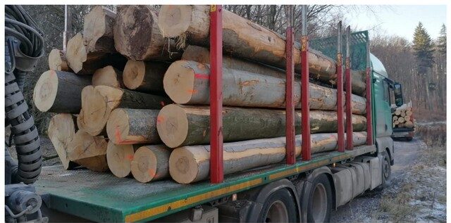 Buk – kłody tartaczne, długość 4 m – SPRZEDAM