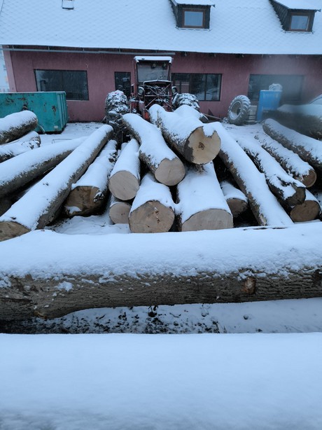 JAWOR – drewno tartaczne, długość 4-12 m – SPRZEDAM