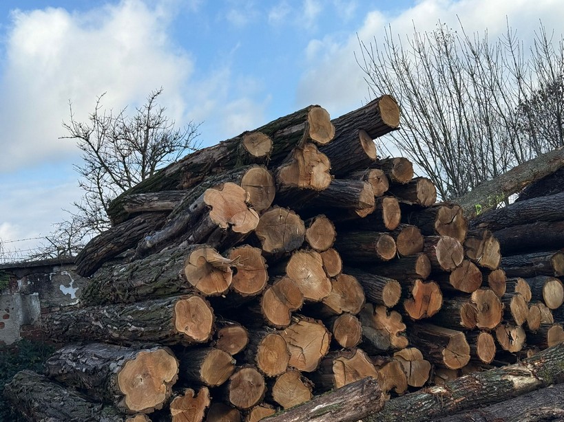 AKACJA – kłody tartaczne, długość 3/4/5/6 m – SPRZEDAM