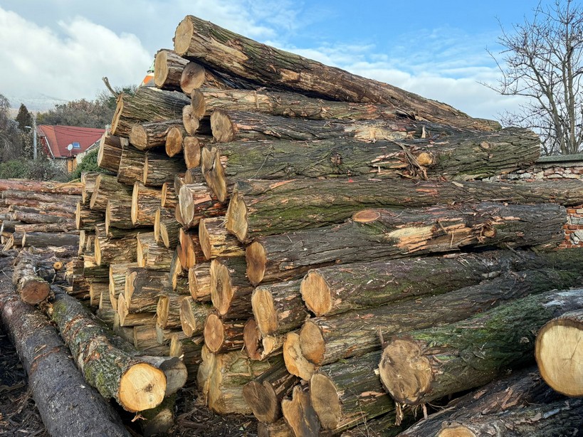 AKACJA – kłody tartaczne, długość 3/4/5/6 m – SPRZEDAM