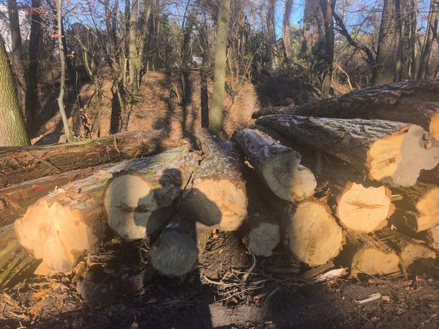 AKACJA – kłody tartaczne, długość 3/4/5/6 m – SPRZEDAM