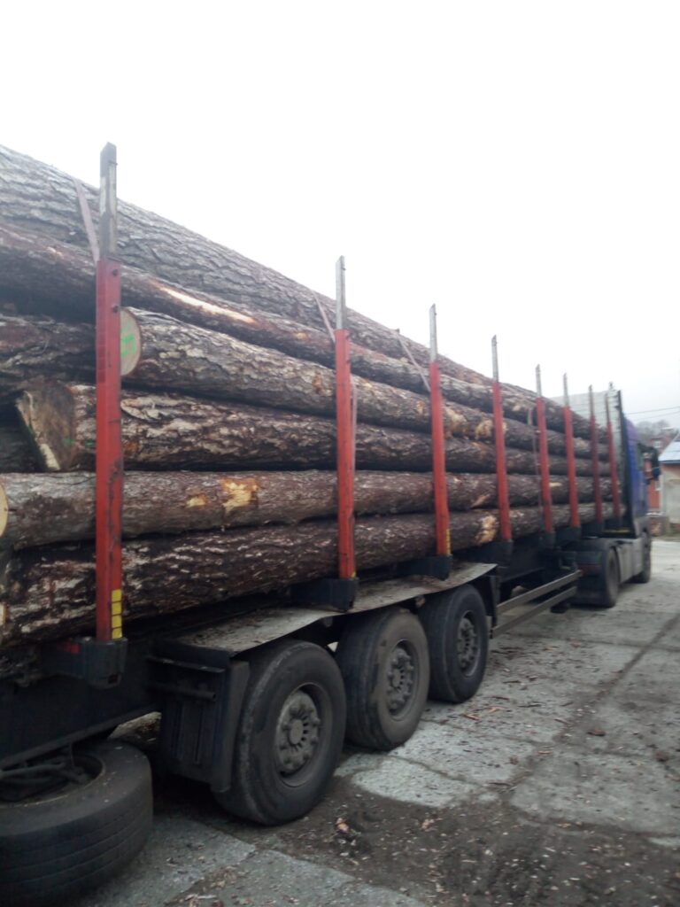 SOSNA – dłużyce tartaczne, długość 8/10/12 m – SPRZEDAM