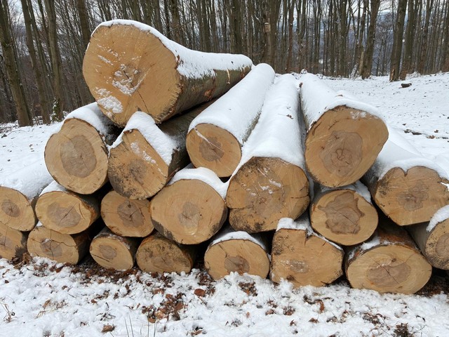 Buk – kłody tartaczne, długość 4 m – SPRZEDAM