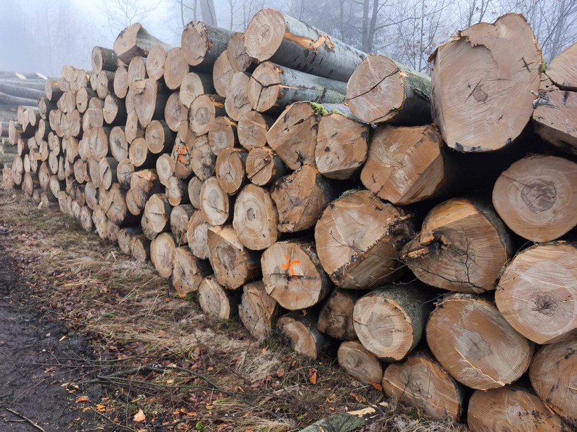 Buk – kłody tartaczne, długość 4 m – SPRZEDAM