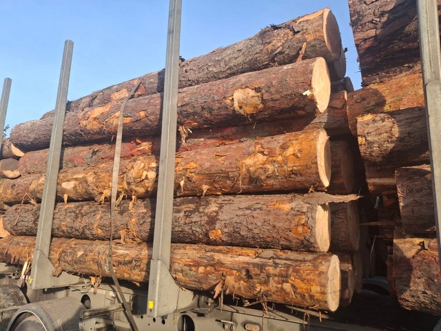 SOSNA – kłody tartaczne, długość 4 m – SPRZEDAM