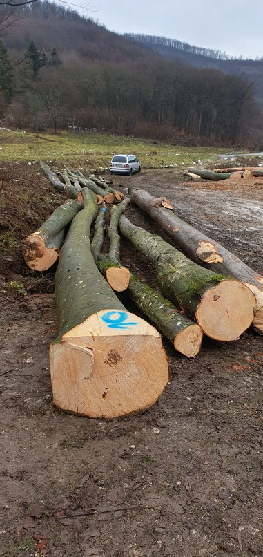 Buk – dłużyce tartaczne, długość 8/10/12 m – SPRZEDAM