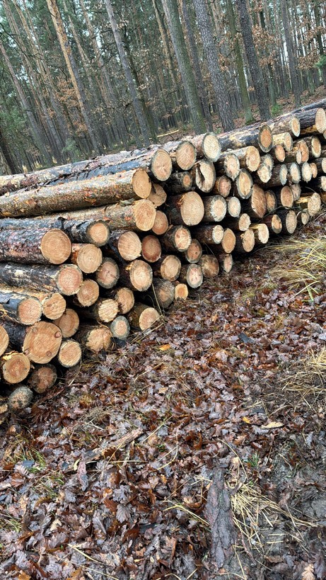 SOSNA – drewno paletowe, długość 2,5 m – SPRZEDAM