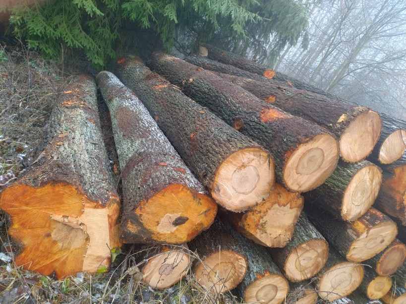 OLCHA – kłody tartaczne, długość 5 m – SPRZEDAM