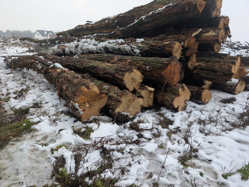 AKACJA – dłużyce tartaczne, długość 6-12 m – SPRZEDAM