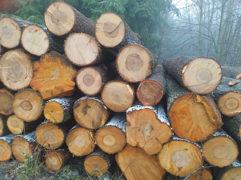 OLCHA – kłody tartaczne, długość 5 m – SPRZEDAM