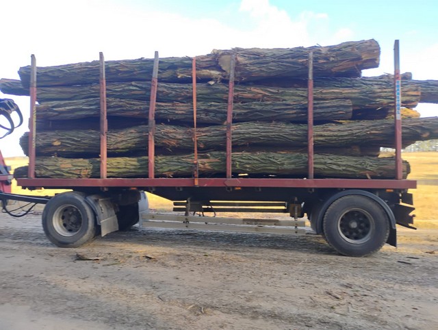 AKACJA – drewno tartaczne, długość 3-7 m – SPRZEDAM