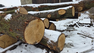 DĄB – drewno tartaczne, długość 5-10 m – SPRZEDAM