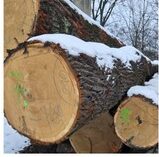 DĄB – drewno tartaczne, długość 5-10 m – SPRZEDAM