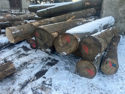 JESION – drewno tartaczne, długość 3-11 m – SPRZEDAM