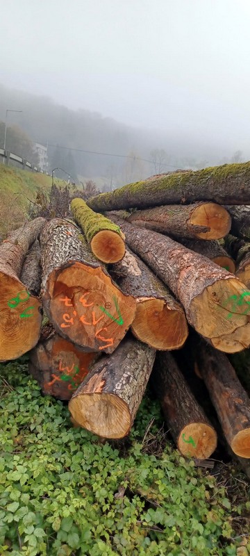 OLCHA – drewno tartaczne, długość 6-12 m – SPRZEDAM