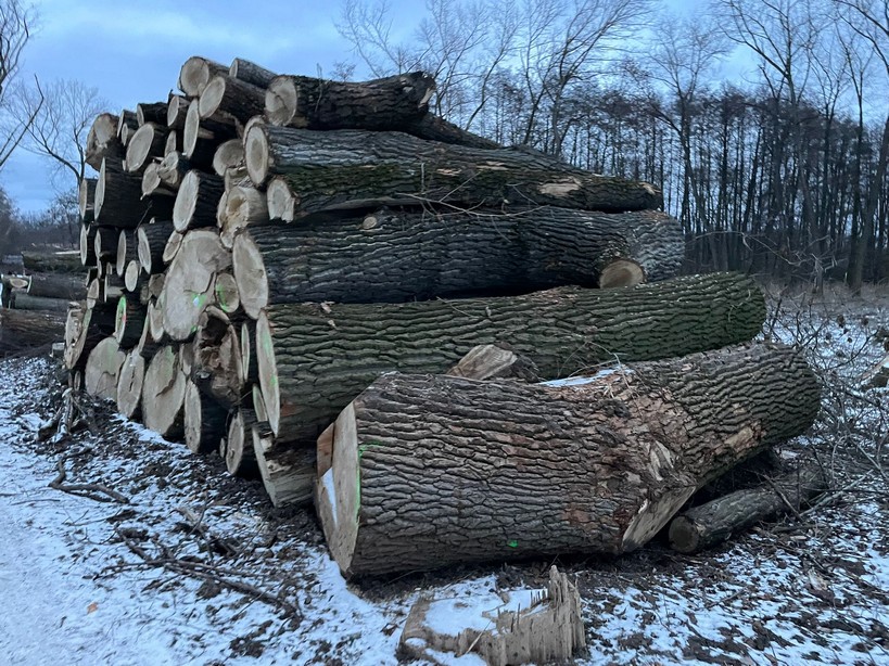 TOPOLA – kłody tartaczne, długość 4 m – SPRZEDAM