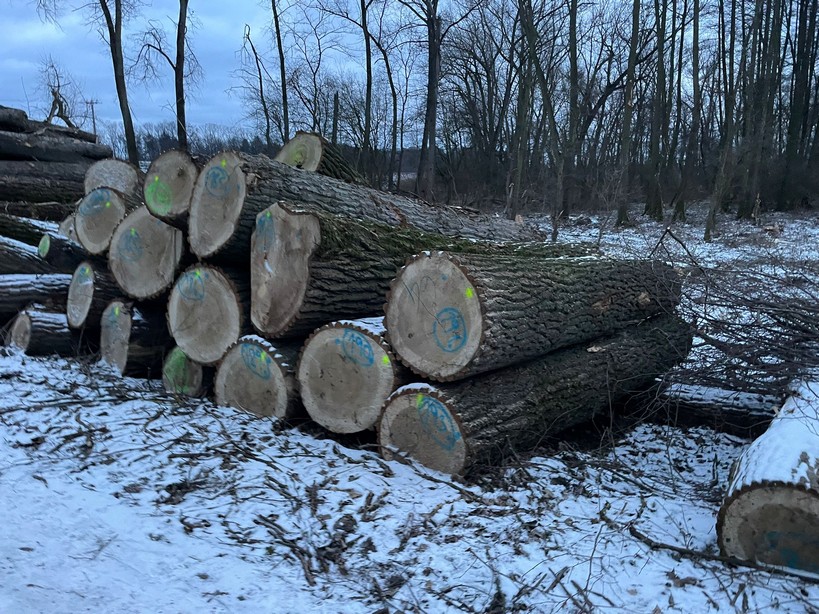TOPOLA – kłody tartaczne, długość 2,5 m – SPRZEDAM