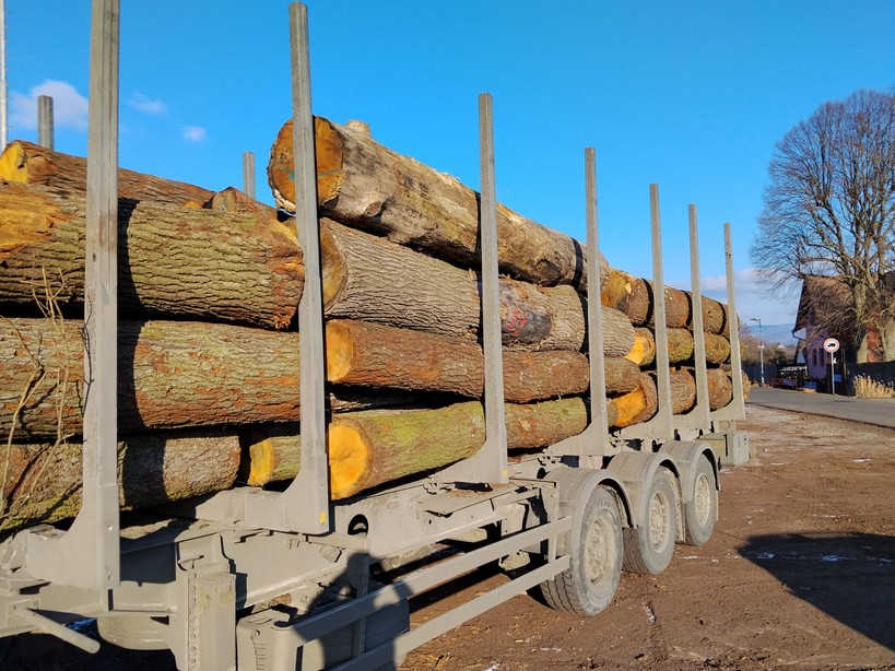 DĄB – kłody tartaczne, długość 4 m – SPRZEDAM