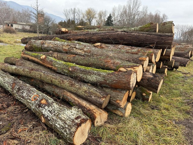 DĄB – kłody tartaczne, długość 4-8 m – SPRZEDAM