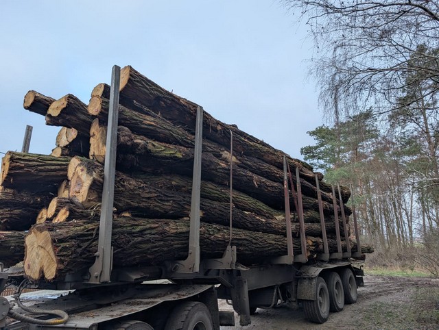 AKACJA – drewno tartaczne, długość 6-12 m – SPRZEDAM