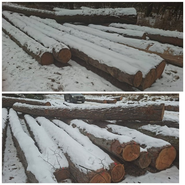 MODRZEW – drewno tartaczne, długość 4-12 m – SPRZEDAM