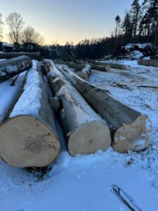 Buk – drewno tartaczne, długość 4-12 m – SPRZEDAM