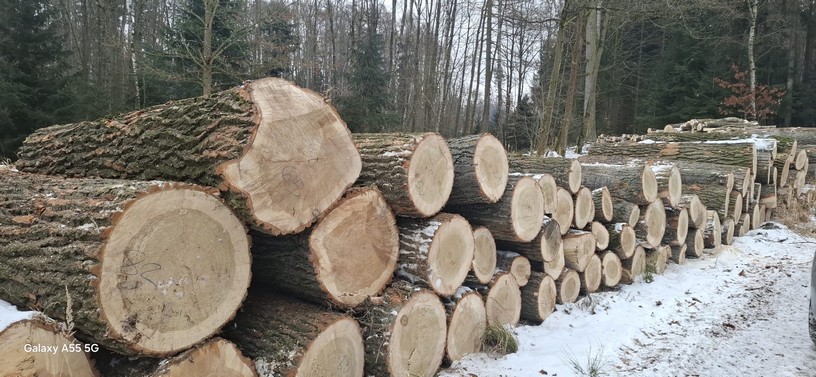 TOPOLA – kłody tartaczne, długość 2,5 m – SPRZEDAM