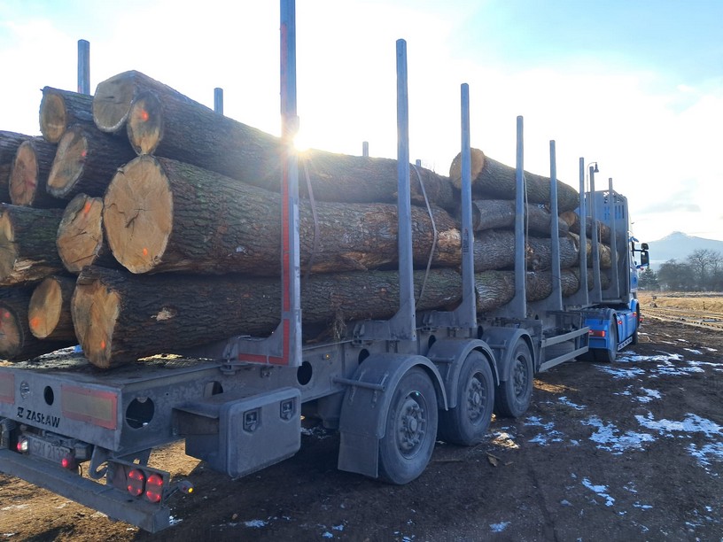 DĄB – kłody tartaczne, długość 3/4/5 m – SPRZEDAM