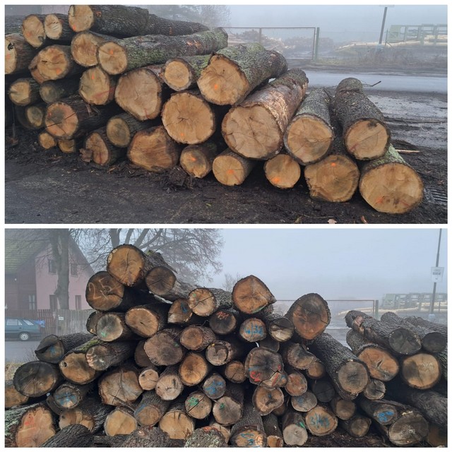DĄB – kłody tartaczne, długość 3/4/5 m – SPRZEDAM