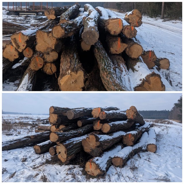 AKACJA – drewno tartaczne, długość 4-12 m – SPRZEDAM