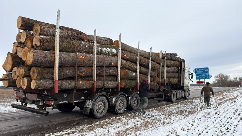 OLCHA – dłużyce tartaczne, długość 6-12 m – SPRZEDAM