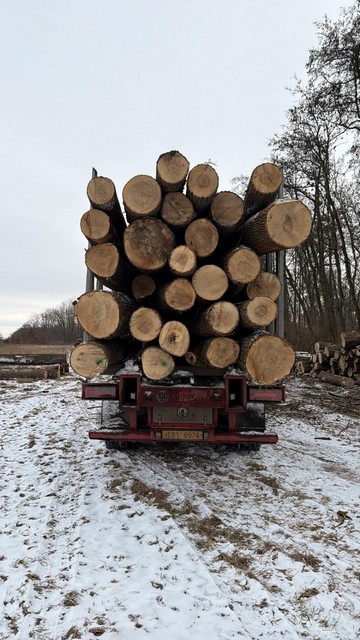 JESION – kłody tartaczne, długość 4 m – SPRZEDAM