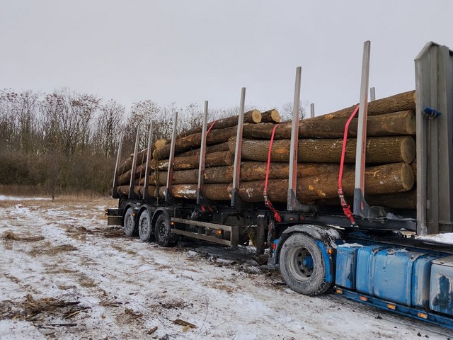 JESION – kłody tartaczne, długość 4 m – SPRZEDAM