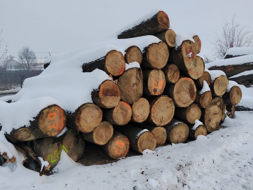 JESION – kłody tartaczne, długość 4 m – SPRZEDAM