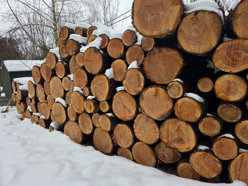 DAGLEZJA – kłody tartaczne, długość 4 m – SPRZEDAM