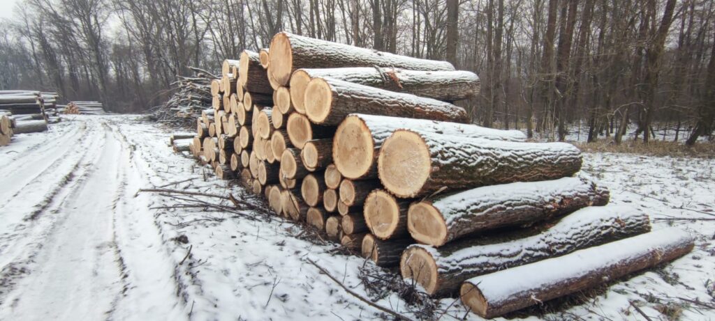 TOPOLA – kłody tartaczne, długość 4 m – SPRZEDAM