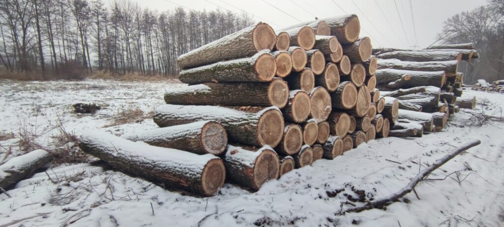 TOPOLA – kłody tartaczne, długość 2,5 m – SPRZEDAM