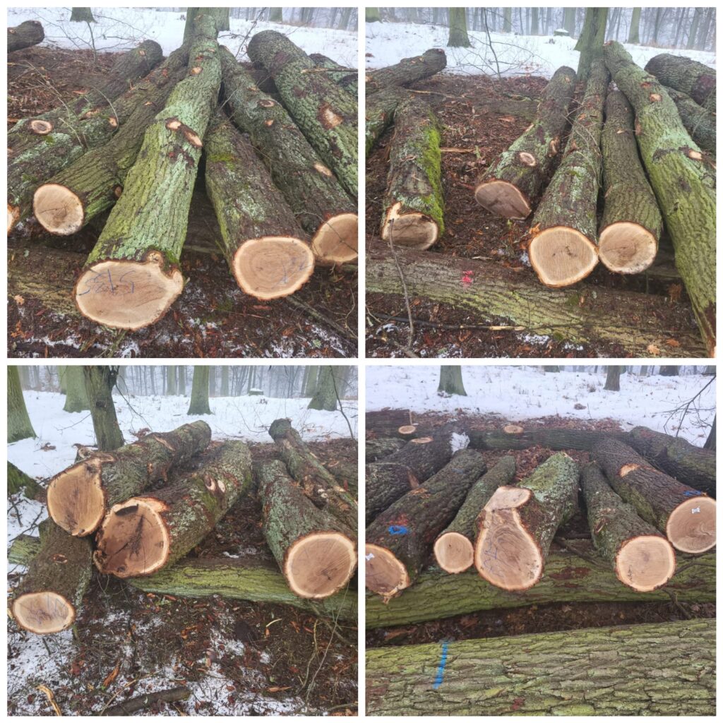 AKACJA – kłody tartaczne, długość 4/5 m – SPRZEDAM