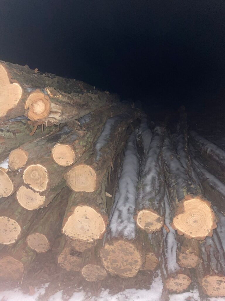 DĄB – drewno tartaczne, długość 3-8 m – SPRZEDAM